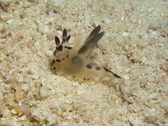Thecacera
