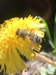 Apis mellifera