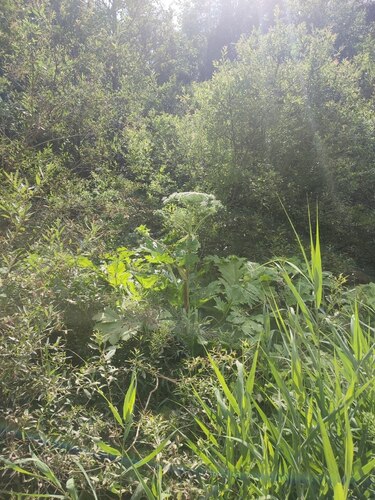 Sosnowsky's hogweed