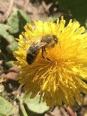 Apis mellifera