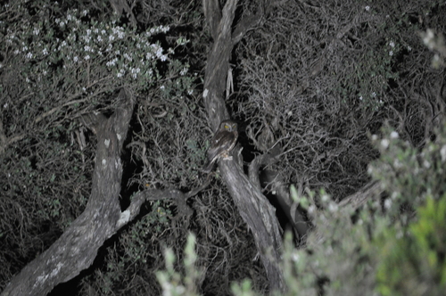 Tasmanian Boobook (Ninox leucopsis), photo 5