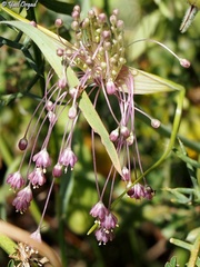 Allium daninianum
