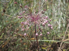 Allium daninianum