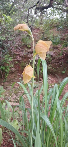Dragon's-head Lily