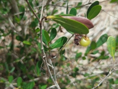 Byrsonima lucida, photograph (c) Tom Field, some rights reserved (CC BY)