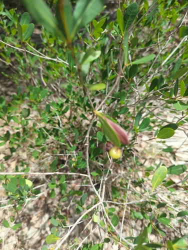 Byrsonima lucida, photograph 6