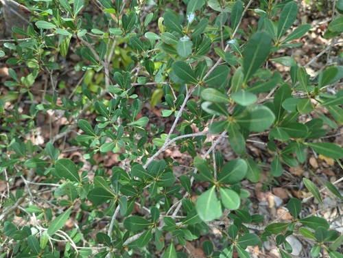 Byrsonima lucida, photograph 4