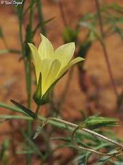 Campanula sulphurea