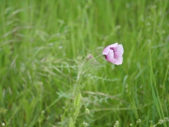 Papaver somniferum setigerum