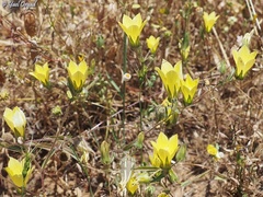 Campanula sulphurea