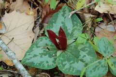 Trillium decumbens
