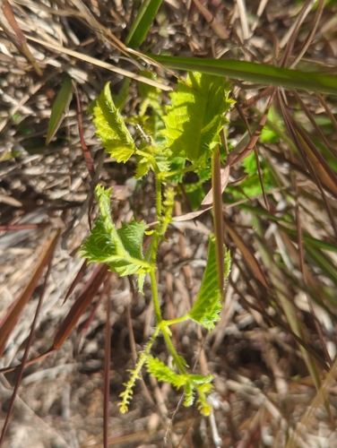Tragia saxicola, photograph 3