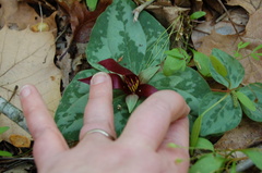 Trillium decumbens