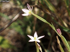 Centaurium maritimum