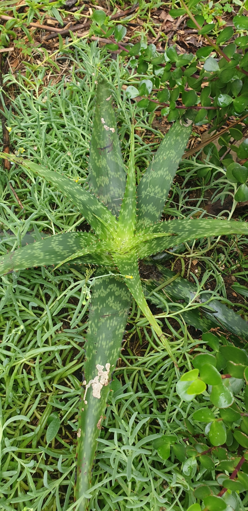 ground spotted aloe (Aloe greenii)  iNaturalist