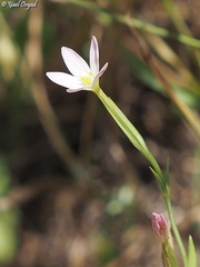 Centaurium maritimum