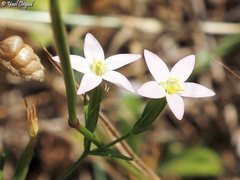 Centaurium maritimum