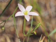 Centaurium maritimum