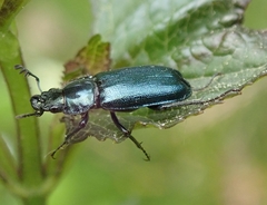 Platycerus caraboides
