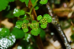 Chrysosplenium formosanum