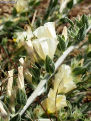 Convolvulus secundus