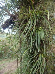 Haplopteris flexuosa