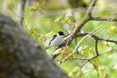 Ficedula semitorquata