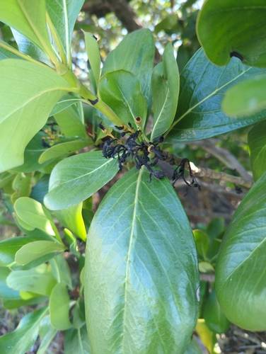 Casasia clusiifolia, photograph 5