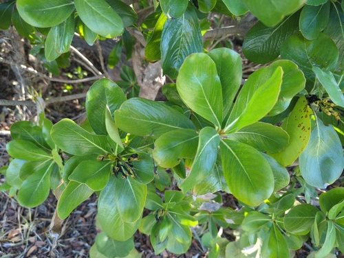 Casasia clusiifolia, photograph 6