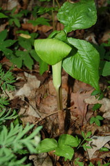 Arisaema triphyllum