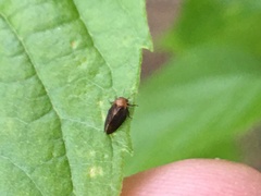 Pachypsylla celtidisgemma