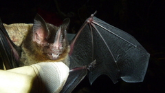 Gardnerycteris crenulatum