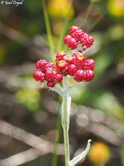 Helichrysum sanguineum