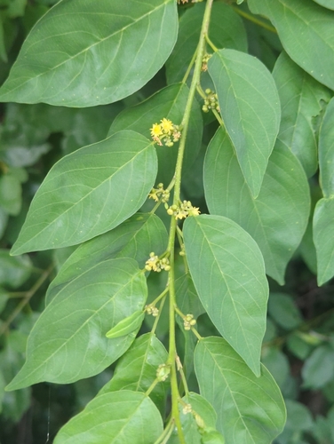 Colubrina elliptica, photograph 1