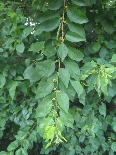 Colubrina elliptica, photograph 2