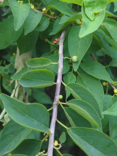 Colubrina elliptica, photograph 3