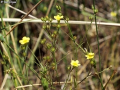 Linum corymbulosum
