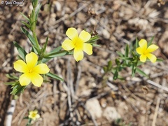 Linum nodiflorum