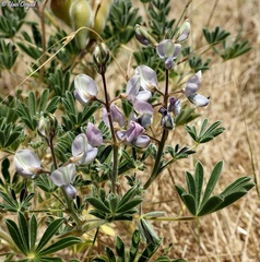 Lupinus palaestinus