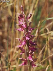 Anacamptis sancta
