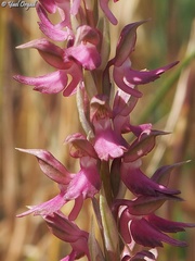 Anacamptis sancta