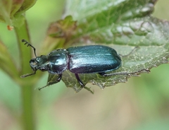 Platycerus caraboides
