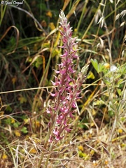 Anacamptis sancta