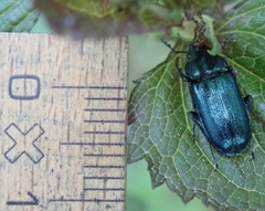 Platycerus caraboides