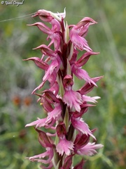 Anacamptis sancta