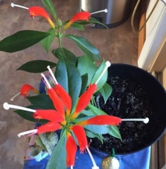 Aeschynanthus speciosus