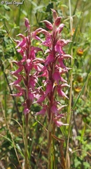 Anacamptis sancta