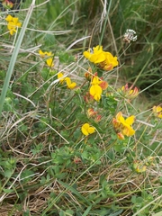 Lotus corniculatus