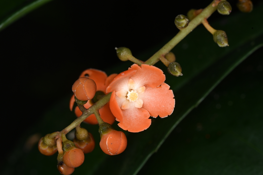 Clavija macrophylla