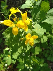 Chelidonium